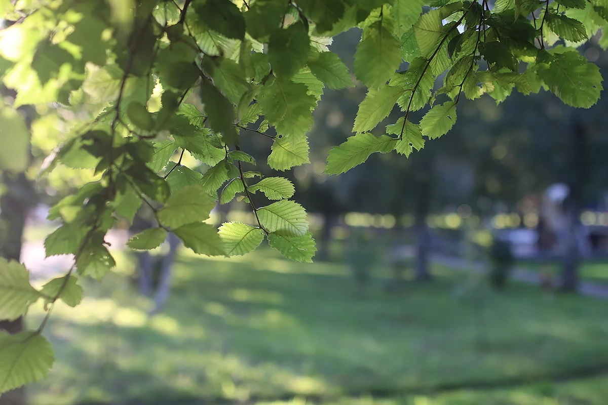 Sunlight shining through the vibrant green leaves of Canterbury, representing the growth and community focus of BASSCARE, a not-for-profit aged care service provider in Melbourne.