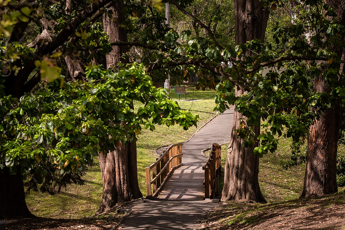 Retirement Living Melbourne: A wooded park scene in Canterbury featuring a curved wooden bridge path that passes between two large, old trees, leading to a grassy area with a bench in the distance.